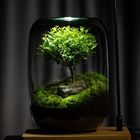 Succulent Air Planter Fern Moss Moss Micro-Landscape Vase for Home Garden Office Tabletop Decoration Container